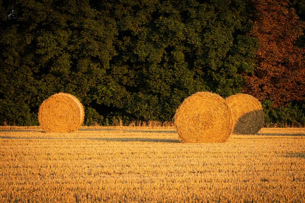 Час Збору Пшениці Свіжу Осінь — стокове фото