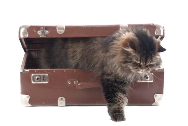 kedi bir vintage çanta alır