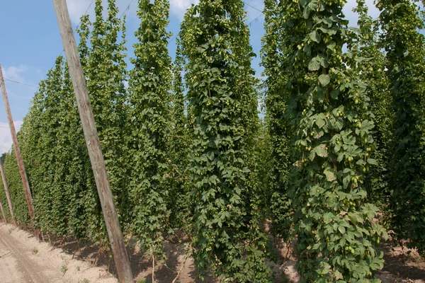 Hop garden — Stock Photo, Image