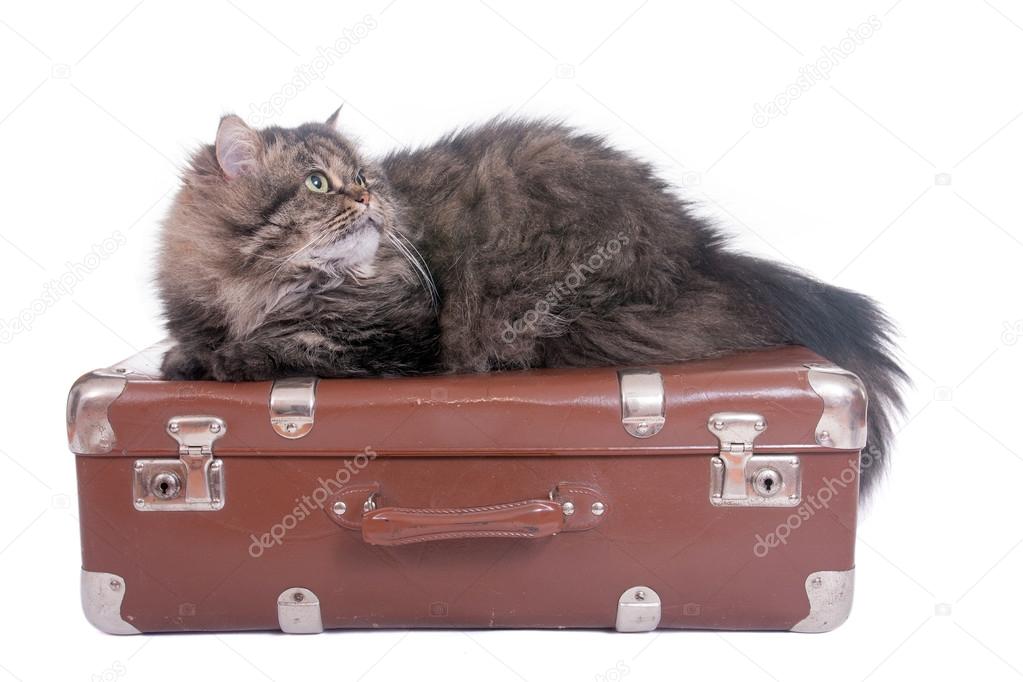 Persian cat lying on vintage suitcase