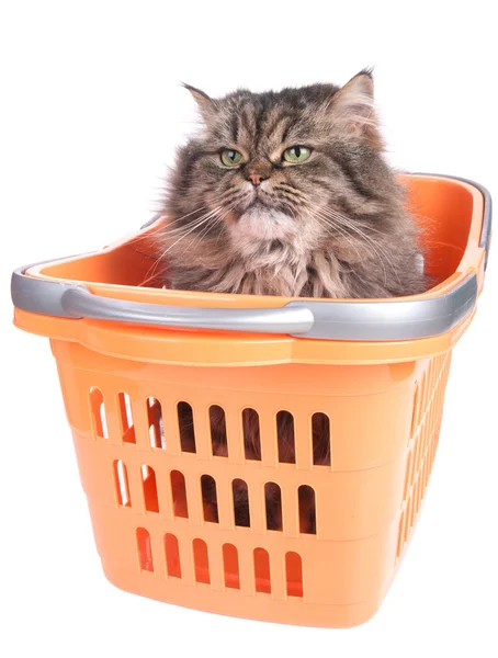 Cat sitting in shopping basket — Stock Photo, Image