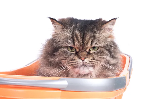 Cat sitting in shopping basket — Stock Photo, Image