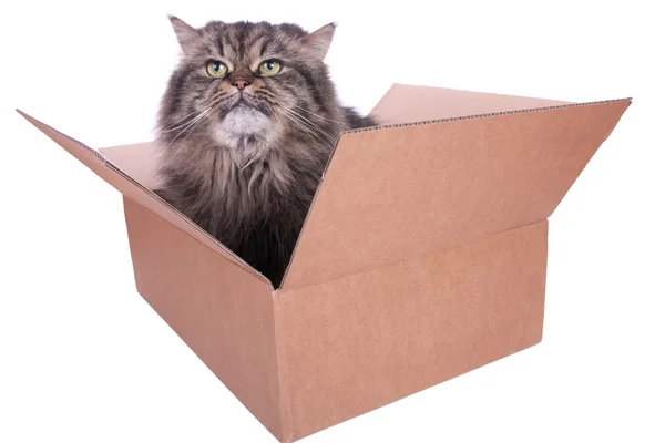 Persian cat in carton box — Stock Photo, Image