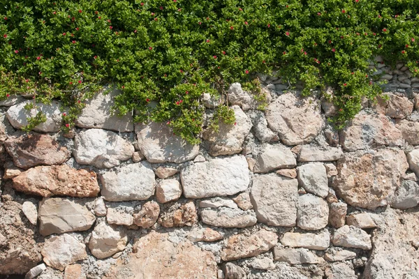 Muro de piedra con flores — Foto de Stock