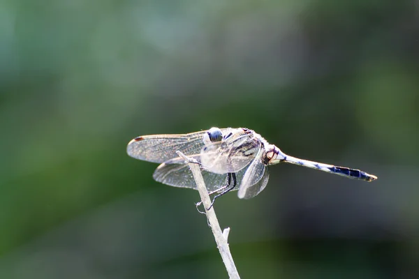 ดอกไม้สําหรับ DRAGONFLY — ภาพถ่ายสต็อก