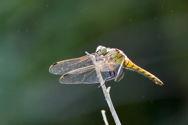 ดอกไม้สําหรับ DRAGONFLY — ภาพถ่ายสต็อก