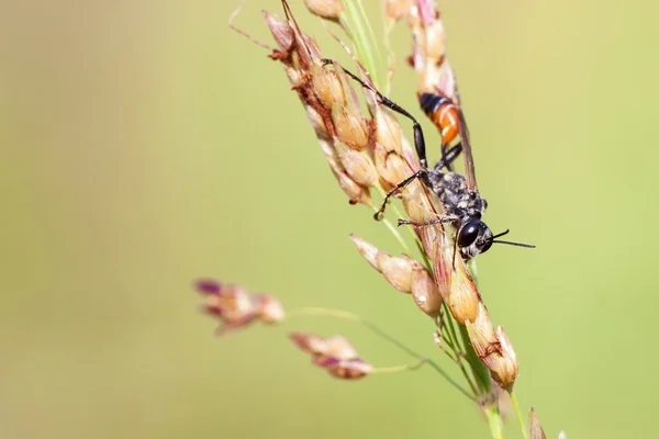 Ammophila sabulosa — Stock fotografie