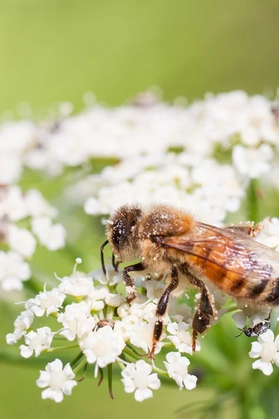 Macro photography of bee — Stock Photo, Image