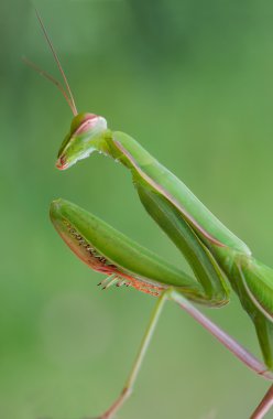 Avrupa mantis