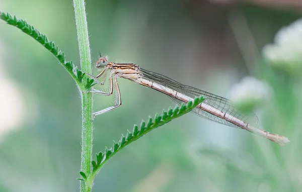 Platycnemis pennipes — стоковое фото