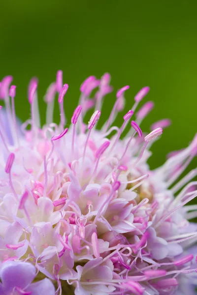 Flor rosa —  Fotos de Stock