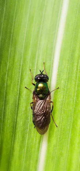 Stratiomyidae — Stok fotoğraf