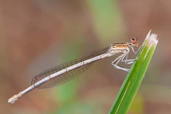 Platycnemis pennipes — 图库照片