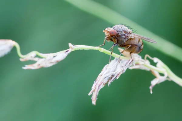 Makro fly — Stok fotoğraf