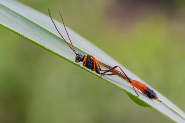 Sandwasp — Stock fotografie