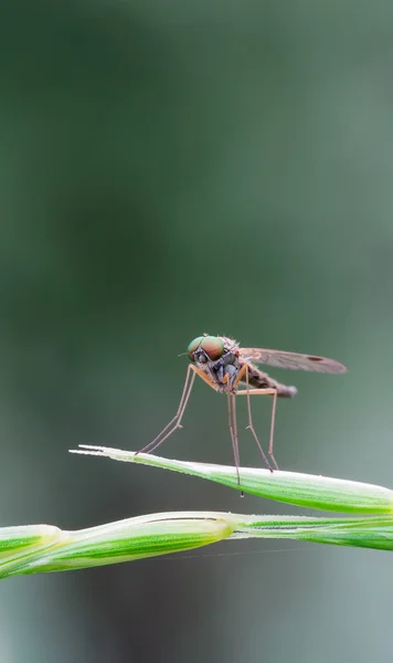 Chrysophilus splendidus —  Fotos de Stock