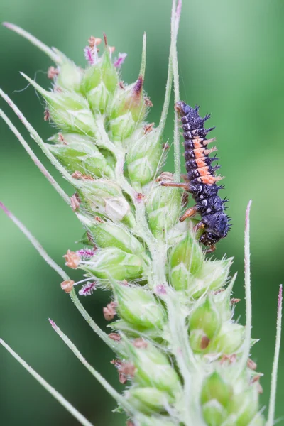 Harmonia quadripunctata — Stockfoto