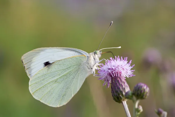 Pieris — Stock Photo, Image