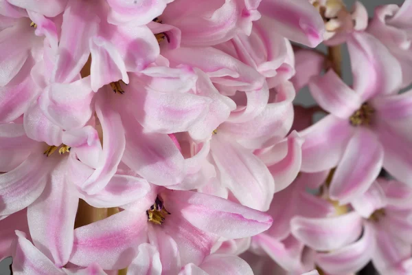 Hyacinthus rosa — Foto de Stock