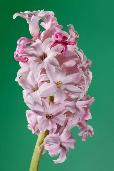 Hyacinthus rosa — Foto de Stock