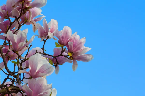 Magnolia — Stock Photo, Image