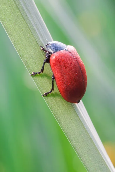 Chrysomela — Stockfoto