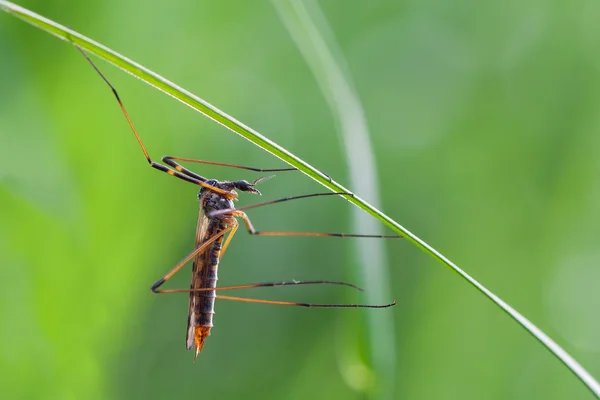 Jeřáb fly — Stock fotografie