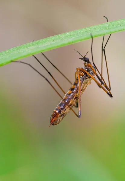 Grúa mosca —  Fotos de Stock