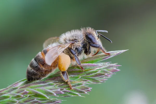 European honey bee — Stock Photo, Image