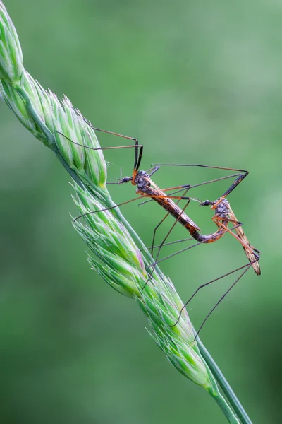 Crane fly (tipuloidea) — Stockfoto