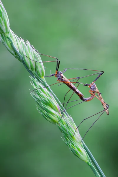 Jeřáb fly (tipuloidea) — Stock fotografie