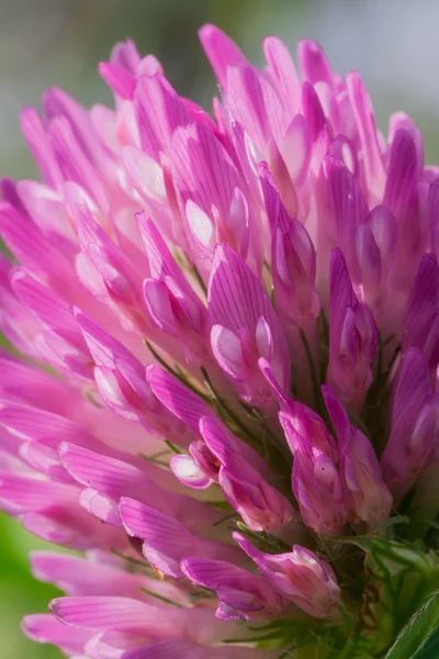 Flor de trifolium — Fotografia de Stock