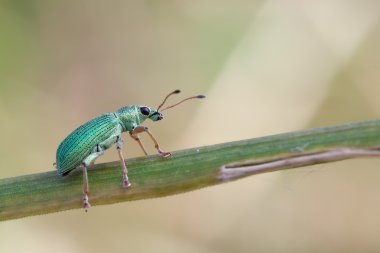 Phyllobius roboretanus