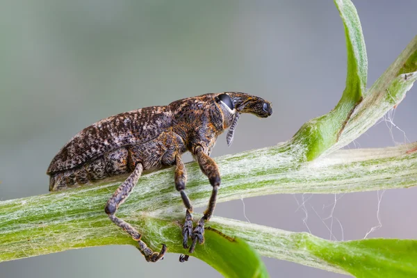 Otiorhynchus — Stockfoto