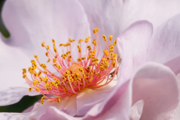 Lilac Charm rose — Stock Photo, Image