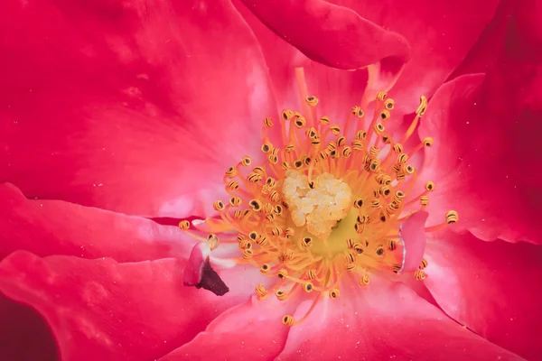 Mainaufeuer rose — Stock Photo, Image