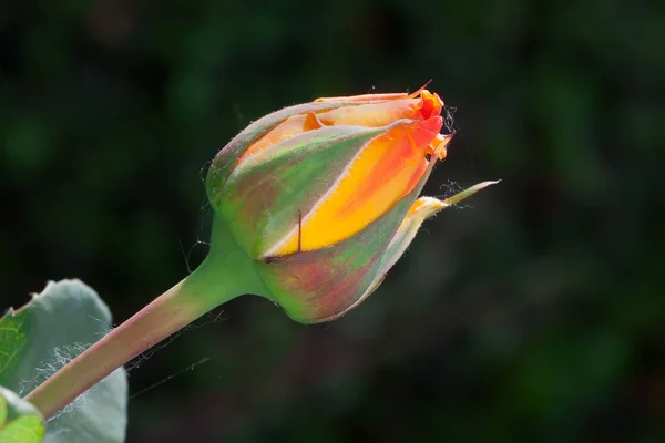 Роза Марко Поло — стоковое фото