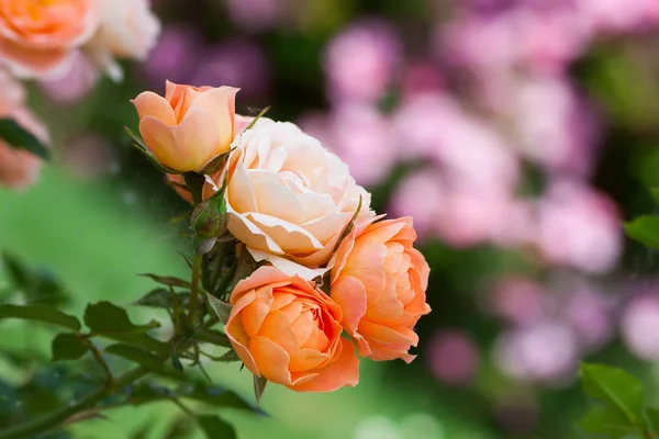 Sweet Dream rose — Stock Photo, Image
