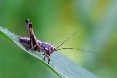 Pholidoptera griseoaptera