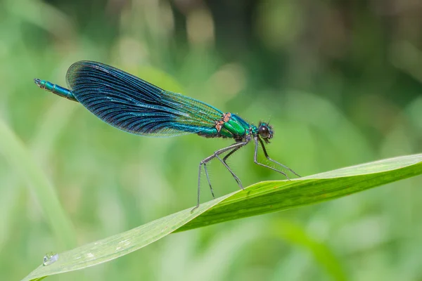 Calopteryx 芨 — 图库照片