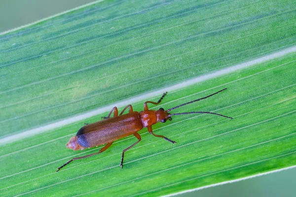 Rhagonycha fulva — Stock Photo, Image