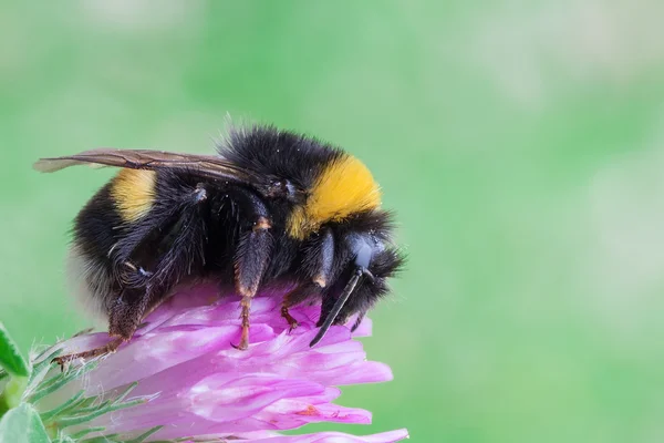 Bombus terrestris — Stock Photo, Image