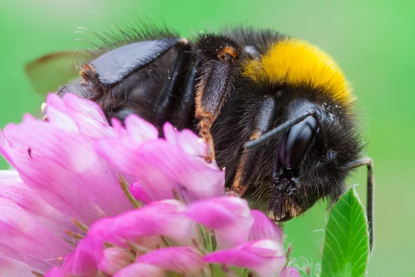 Bombus terrestris — Stock Photo, Image