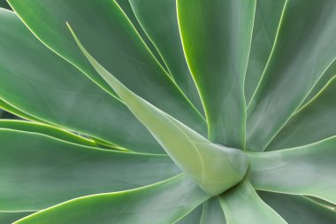 Agave attenuata
