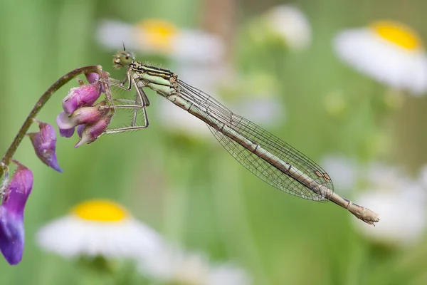 Platycnemis pennipes — Fotografie, imagine de stoc