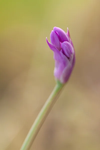 Tulbaghia violacea — Stock Photo, Image