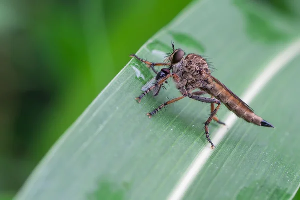 Tolmerus atricapillus — Stockfoto