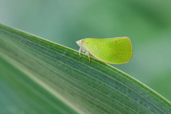 Membracidae — Foto Stock