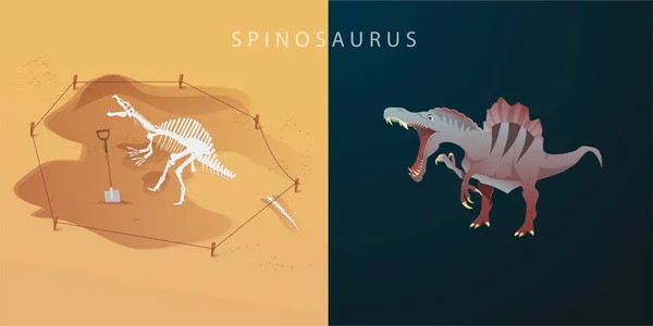 Vector spinosaurus. Diseño de dibujos animados de dinosaurios depredadores. Ilustración vectorial plana de un esqueleto de dinosaurio. Antiguas excavaciones prehistóricas.Un animal del período Jurásico. Un depredador gigante. — Vector de stock