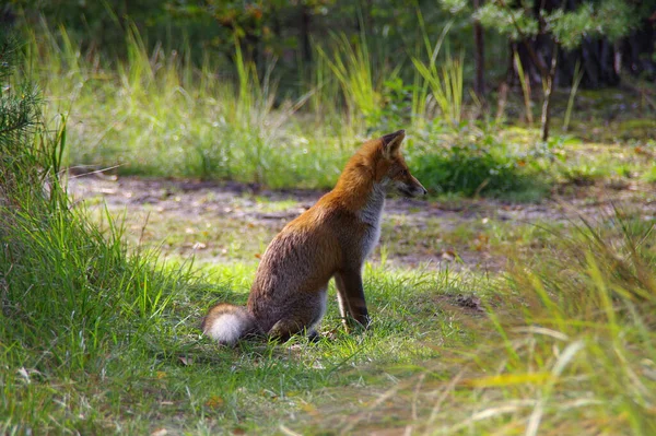 Fuchs Auf Einer Waldwiese Wildtiere Einer Natürlichen Umgebung — Stockfoto